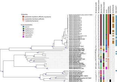 Two plant-associated Bacillus velezensis strains selected after genome analysis, metabolite profiling, and with proved biocontrol potential, were enhancing harvest yield of coffee and black pepper in large field trials
